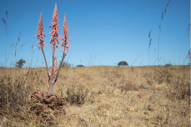 Aloe longibracteata -3851