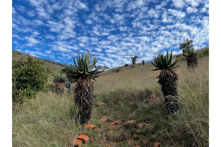 Aloe marlothii -3852