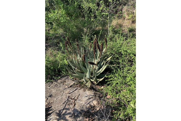 Aloe petricola -3854