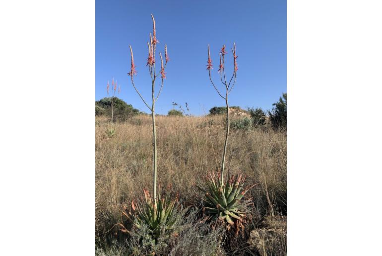 Aloe pretoriensis -3855