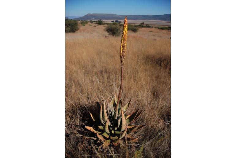 Aloe aculeata -3859