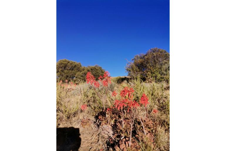 Aloe grandidentata -3860