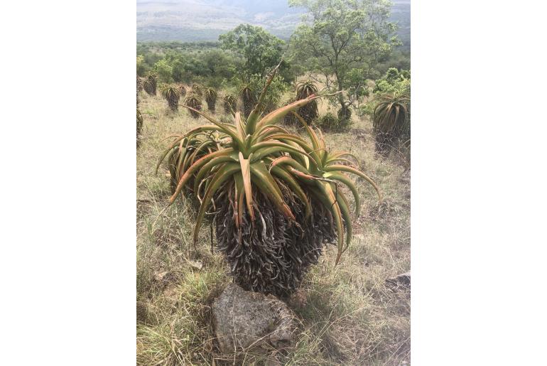 Aloe alooides -3861