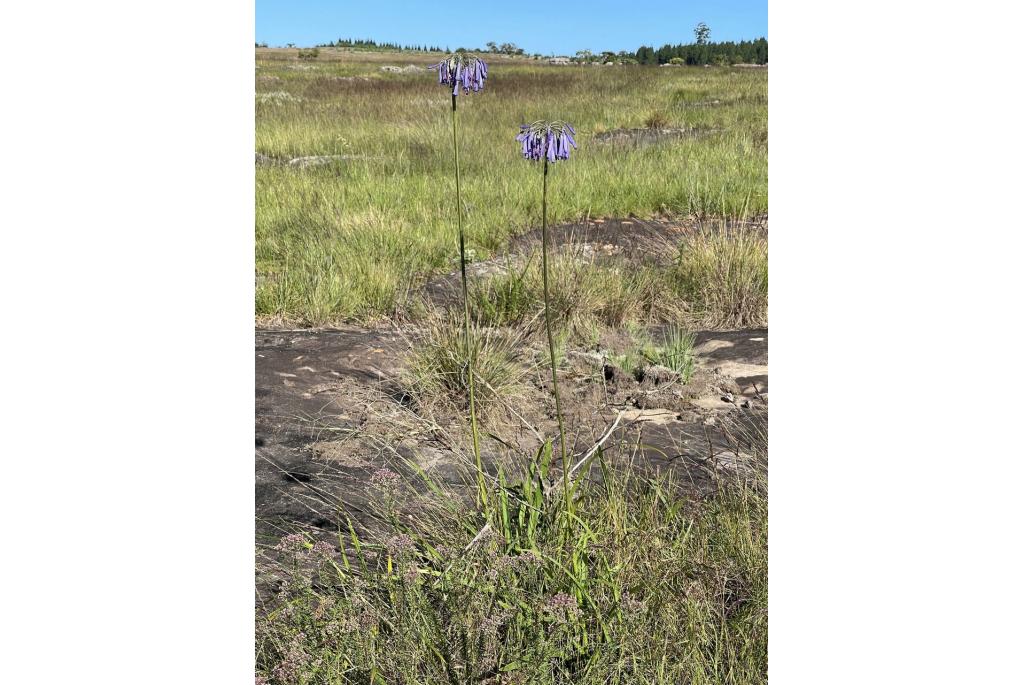 Hangende agapanthus