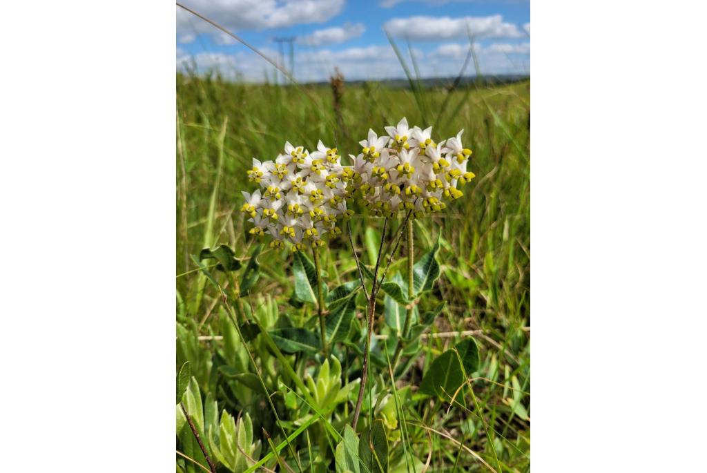 Witte asclepias