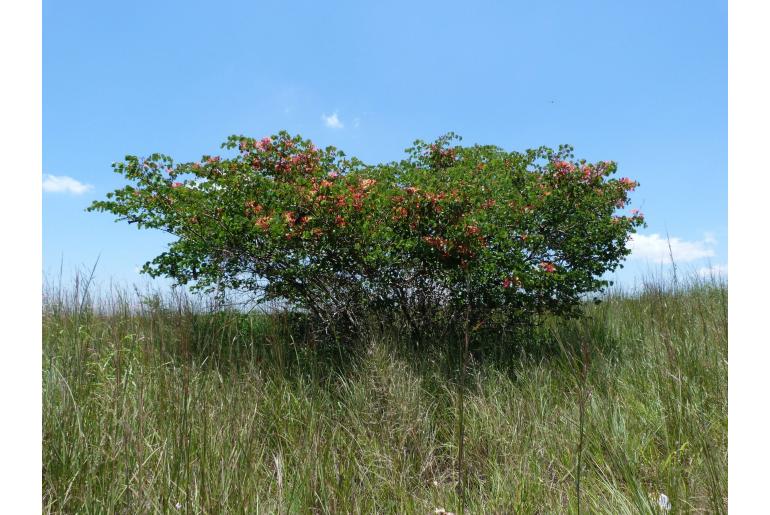 Bauhinia galpinii -3876