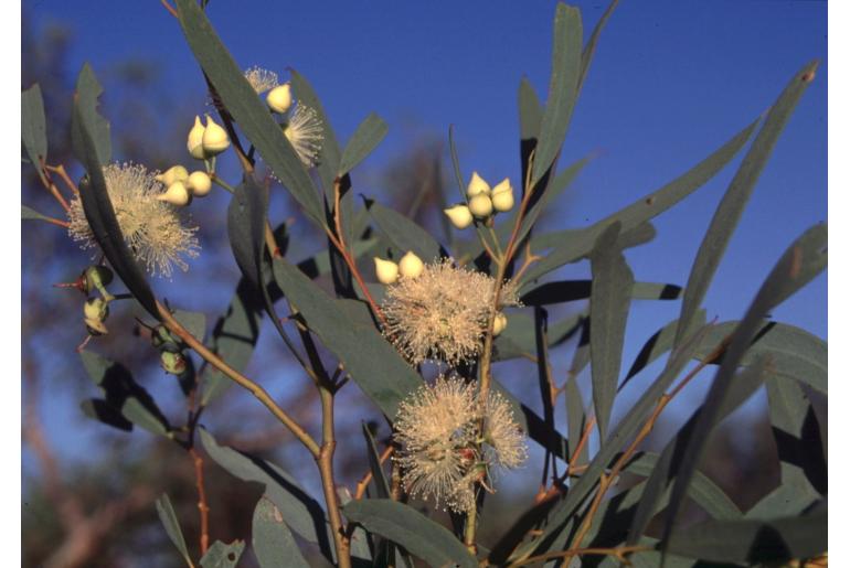 Eucalyptus leptopoda ssp elevata -3881