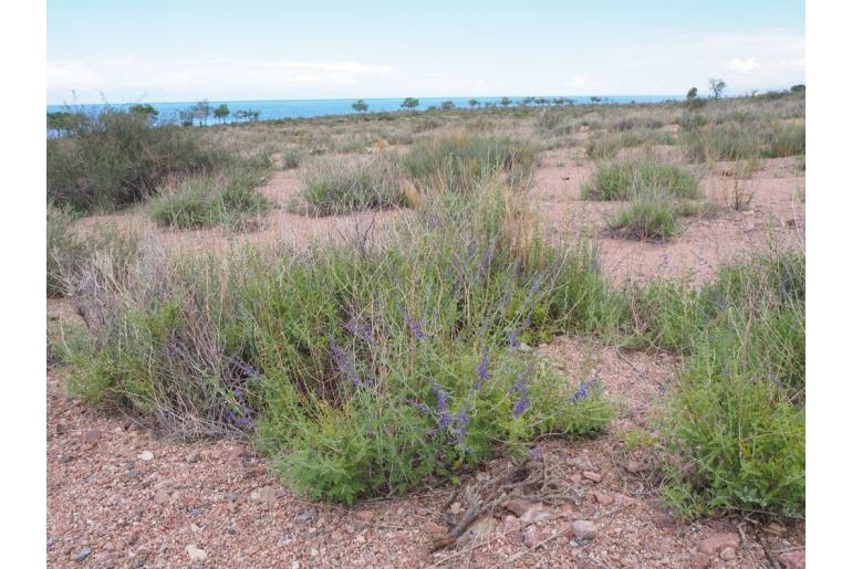 Salvia abrotanoides -3891