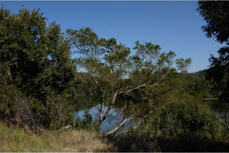 Combretum erythrophyllum -3898