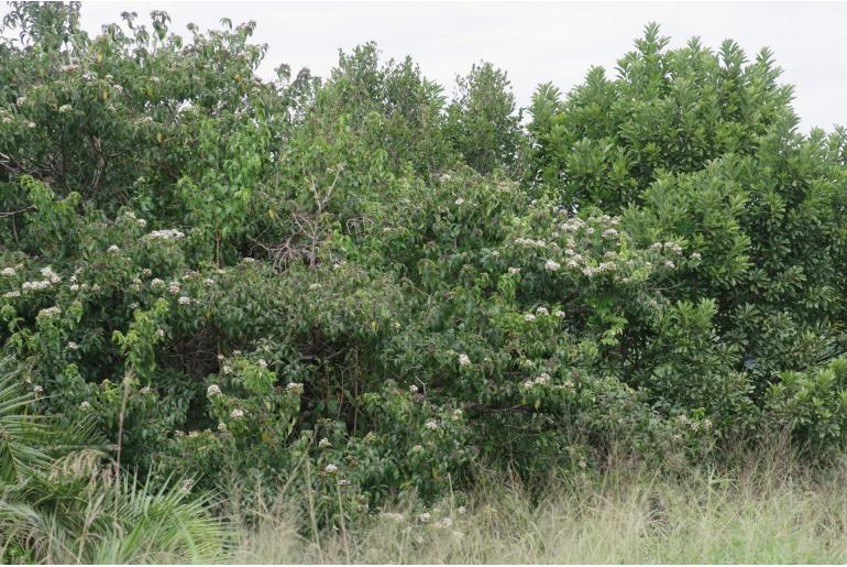 Volkameria glabra -3910