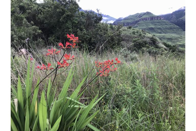 Crocosmia paniculata -3925