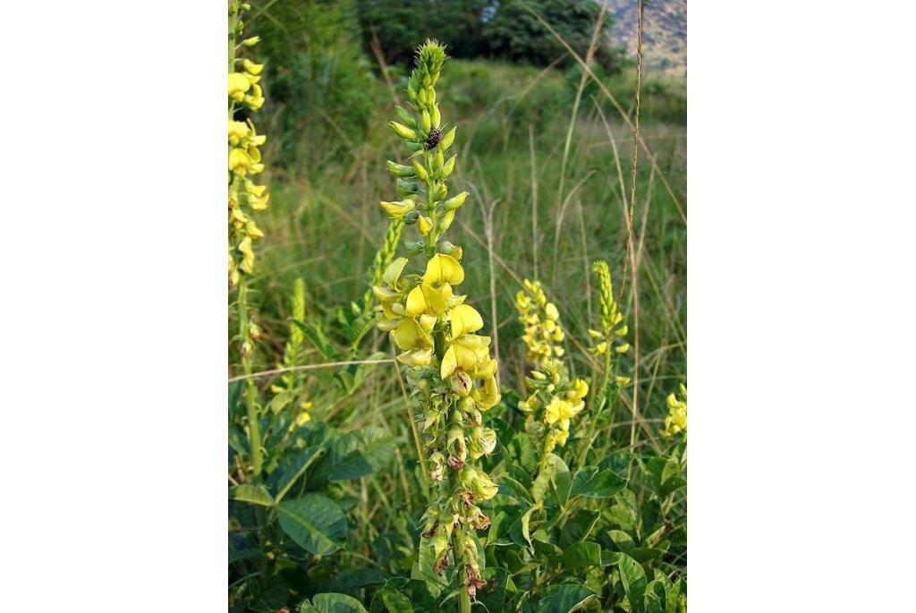 Rechtopstaande crotalaria