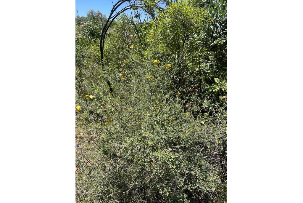 Monteiro's crotalaria