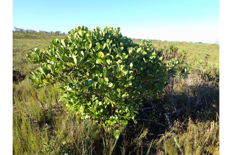 Cussonia thyrsiflora -3995