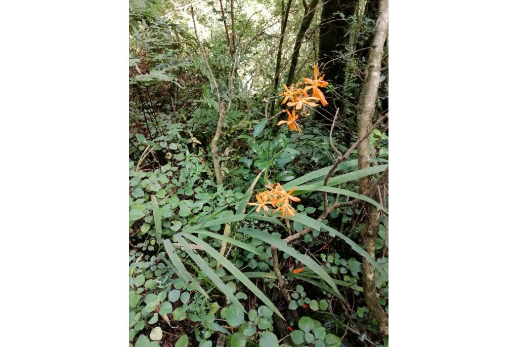 Gouden montbretia