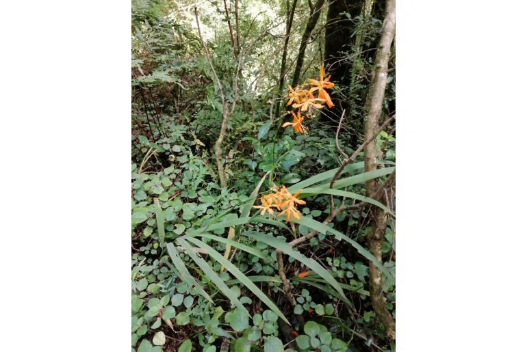 Crocosmia aurea -4002