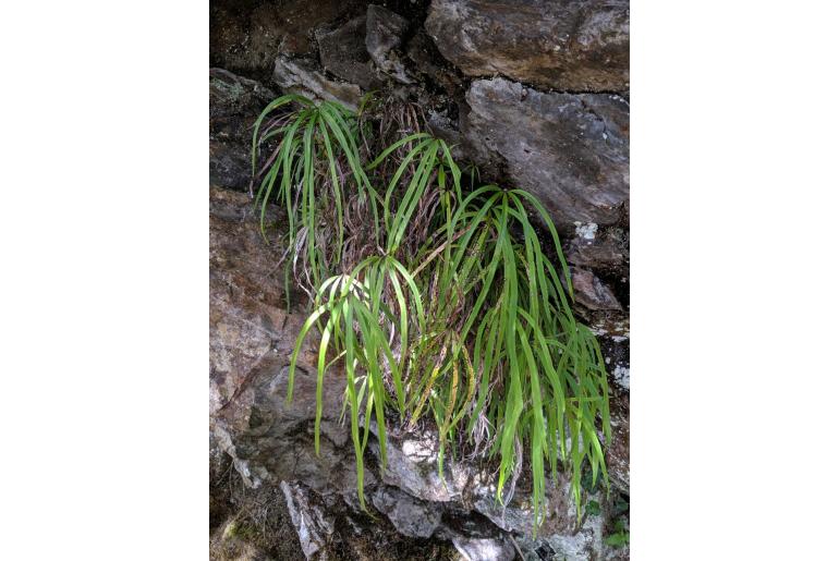 Pteris dactylina -4019