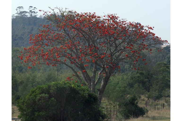 Erythrina caffra -4067