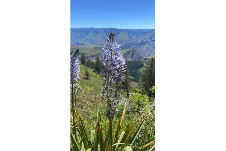 Camassia cusickii -4078