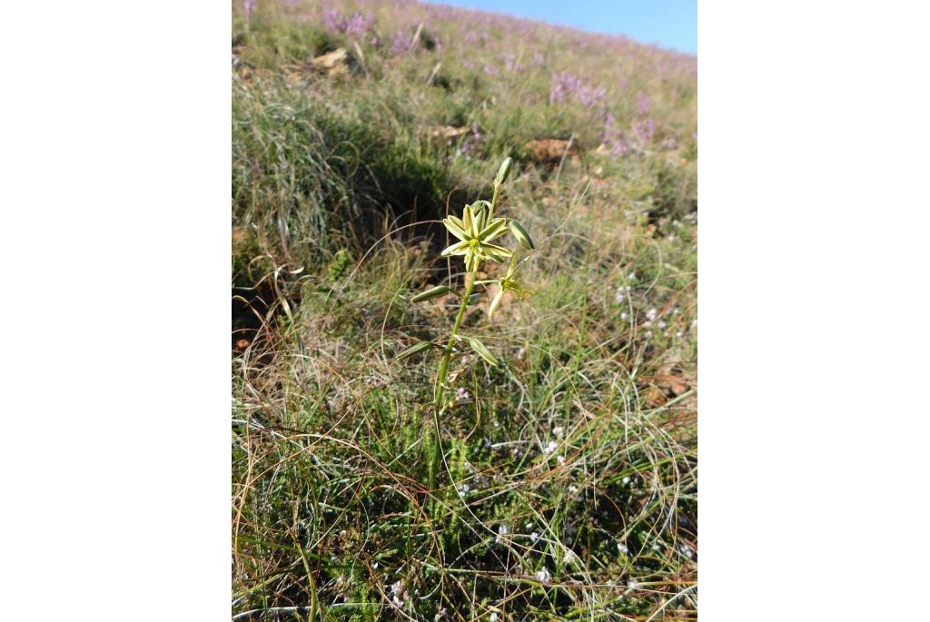 Geurende albuca