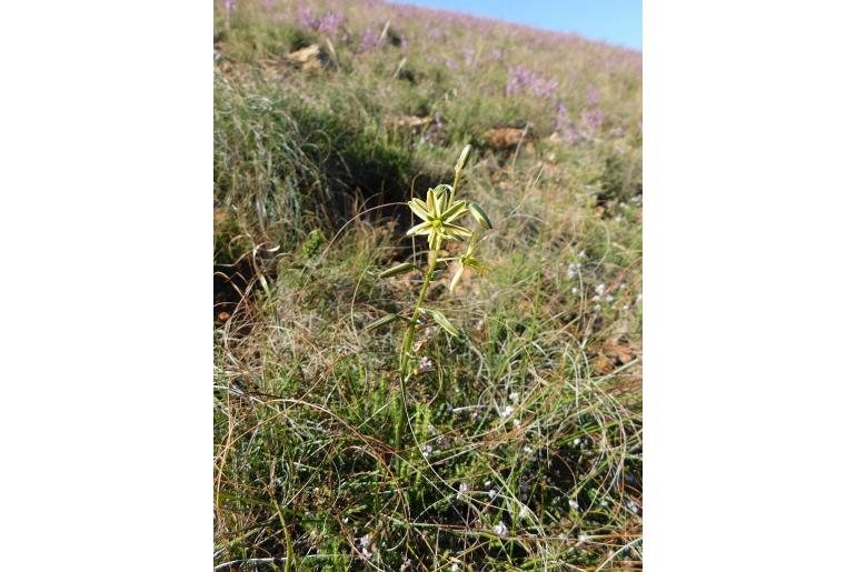 Albuca suaveolens -4090