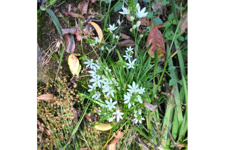 Ornithogalum rogersii -4091