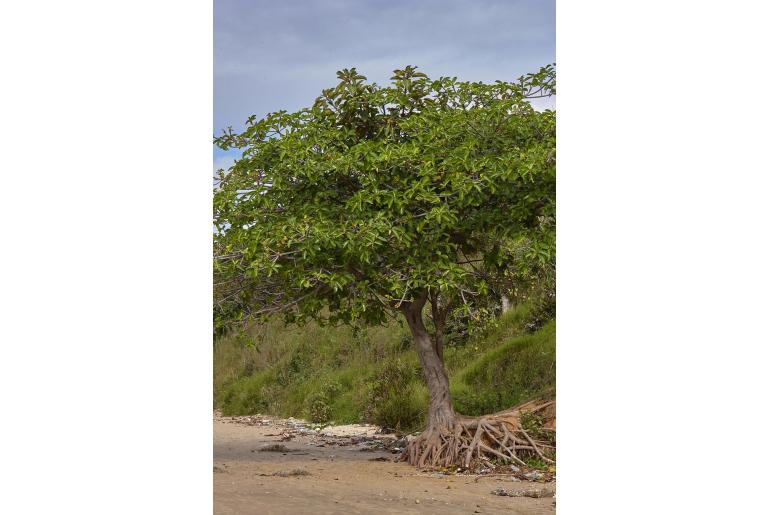 Ficus lutea -4112