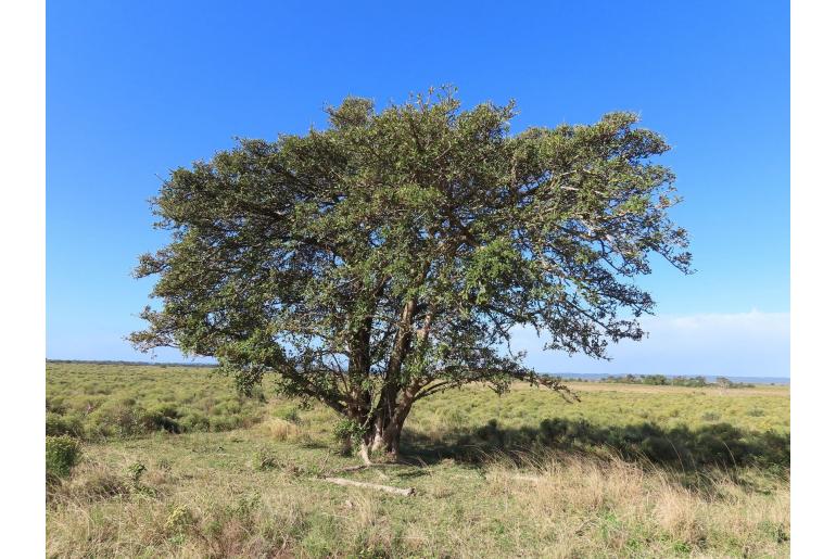 Ficus stuhlmannii -4113