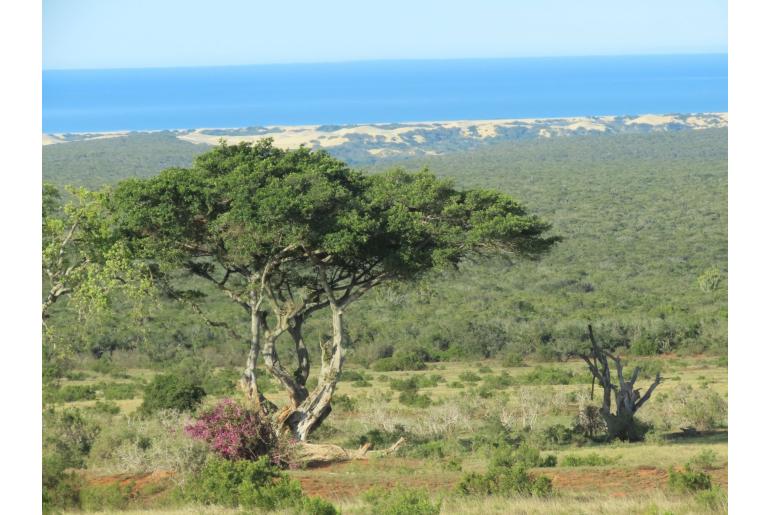 Ficus thonningii -4115