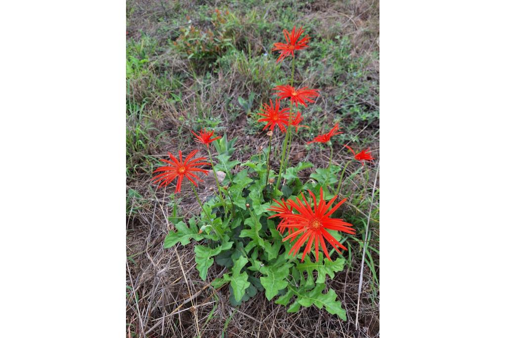 Transvaal gerbera