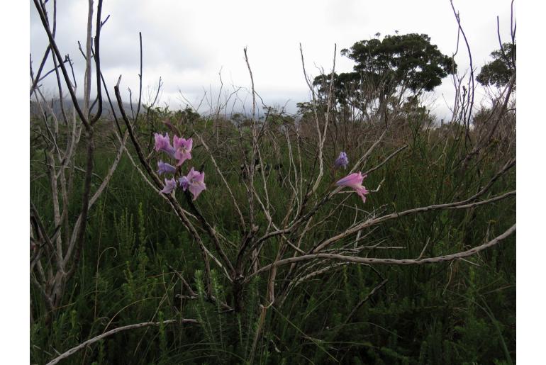 Gladiolus gracilis -4126