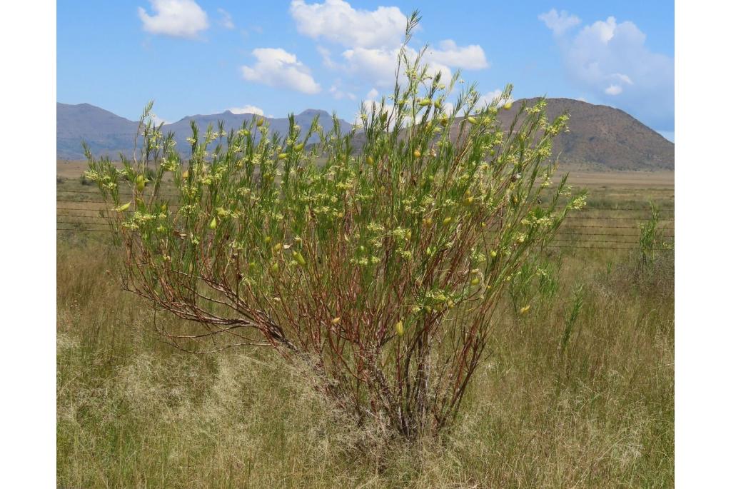 Moreas Gomphocarpus