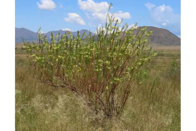 Gomphocarpus fruticosus -4130