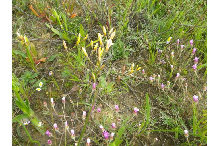 Geissorhiza juncea -4151