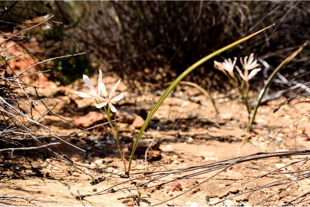 Langbladige geissorhiza