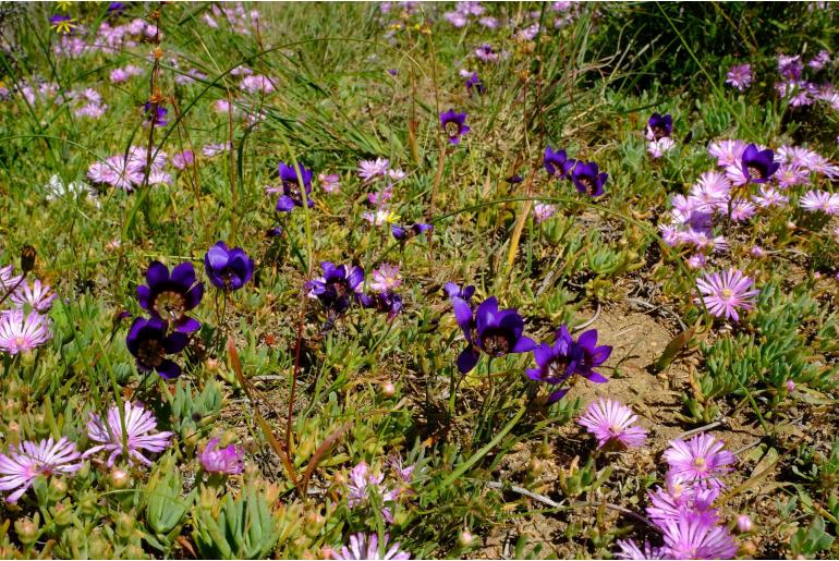 Geissorhiza monanthos -4153