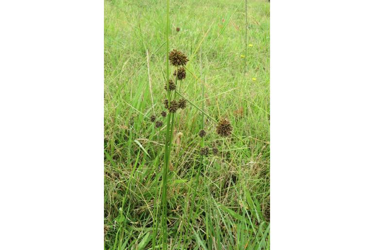 Cyperus reflexus -4155