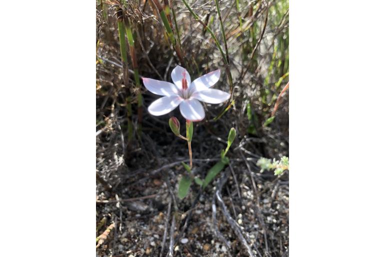 Geissorhiza ovata -4156