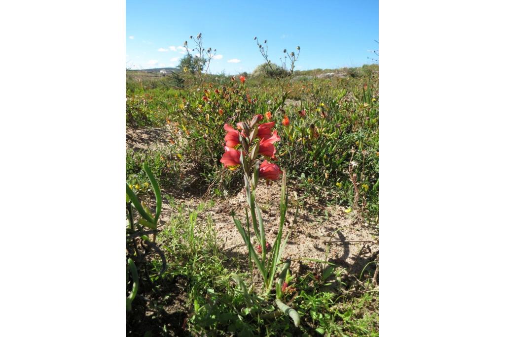 Gevleugeld Gladiolus