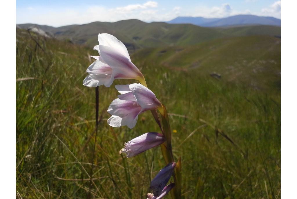 Klein aanhangsel gladiolus