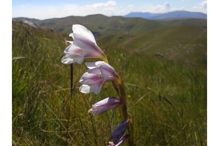 Gladiolus appendiculatus -4164