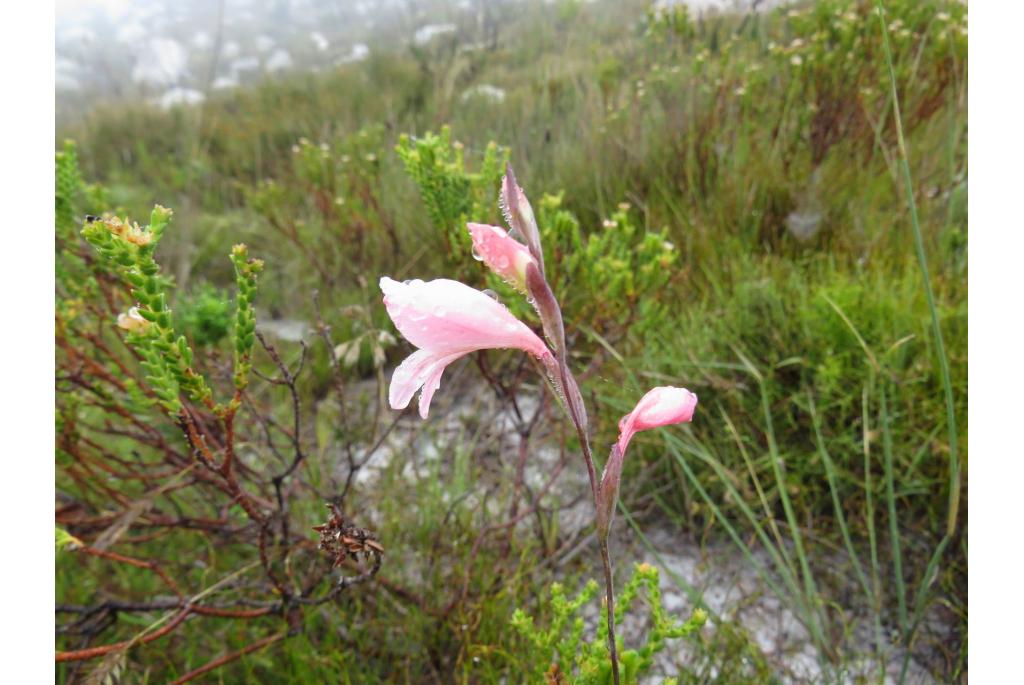 Kort bladige gladiolus