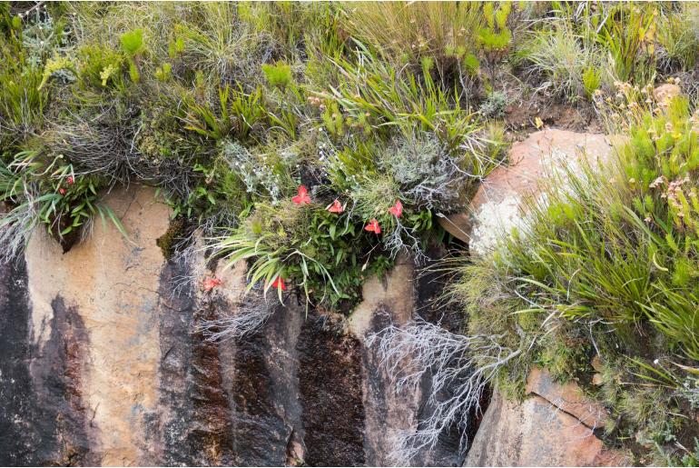 Gladiolus cardinalis -4168