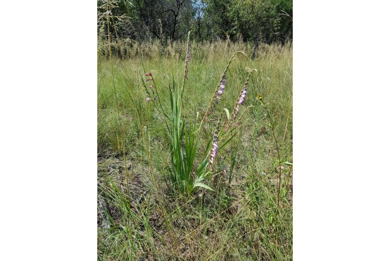 Gladiolus crassifolius -4170