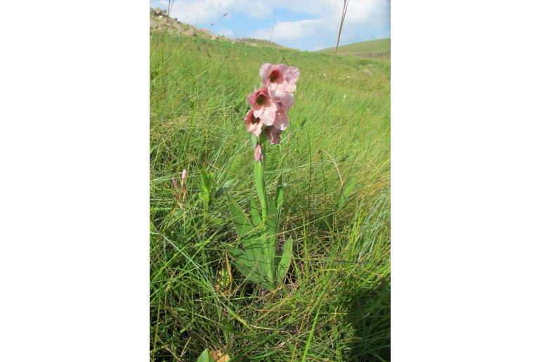 Gladiolus ecklonii -4175