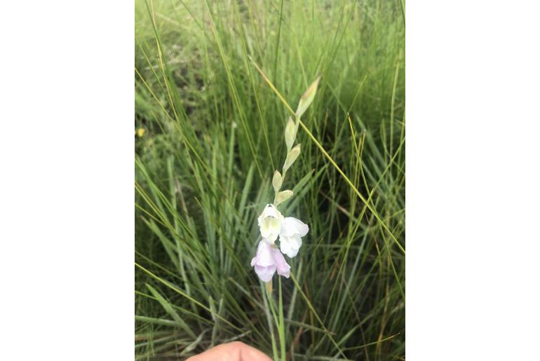 Gladiolus ferrugineus -4177