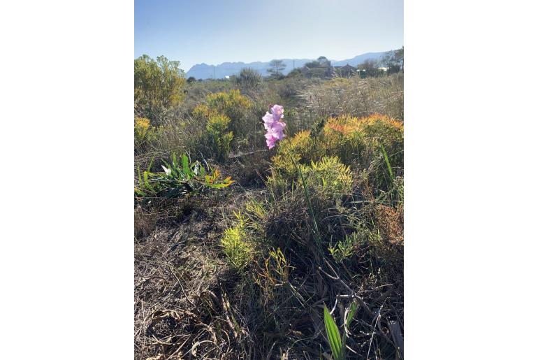 Gladiolus hirsutus -4182