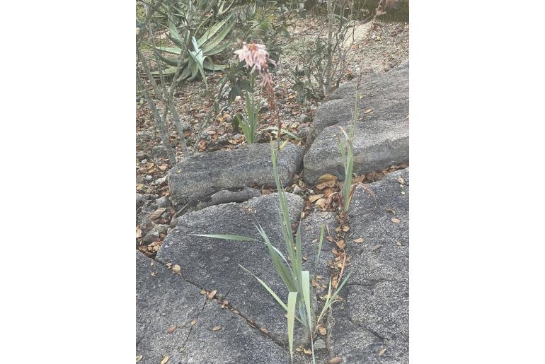 Gladiolus hollandii -4183