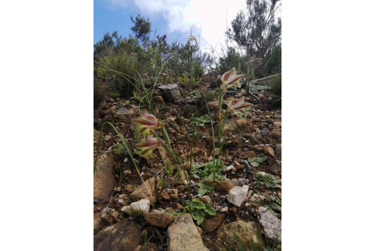 Gladiolus hyalinus -4185