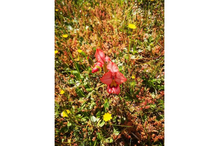 Gladiolus meliusculus -4191